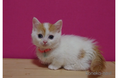 成約済の東京都のマンチカン(短足)-71500の2枚目